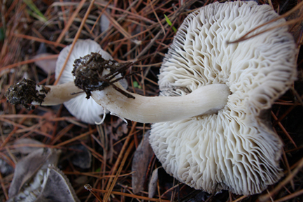 Tutti tricoloma terreum?